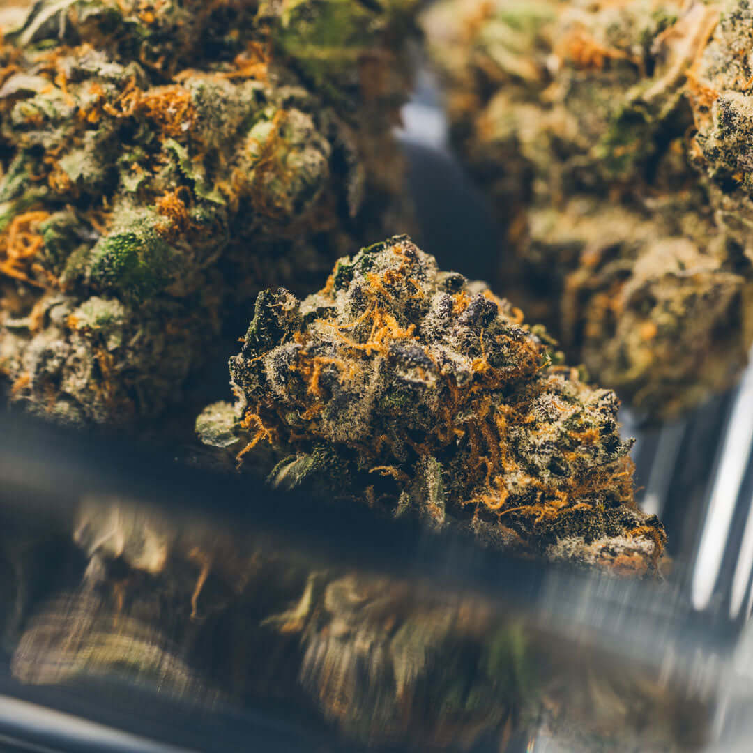 Close-up of cured cannabis buds in a glass storage jar